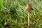 Single mushroom in the sunny lawn