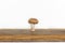 Single mushroom on a wooden board