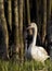 Single Mute swan bird on grassy meadow in spring season