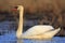 Single Mute swan bird on a water surface