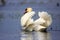 Single Mute swan bird on a water surface in spring nesting season