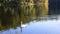 Single Mute swan or Cygnus olor gliding on a calm peacful lake at sunset