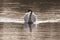 A single mute swan in the early morning light