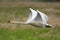Single Mute Swan in flight over grassy wetlands in spring season