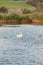 A single mute swan swimming on lake during fading evening sun.