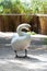 A single Mute Swan walking on wooden bridge. Cygnus olor