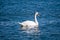 Single mute swan on water.