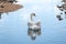 A single mute swans swimming on lake. Cygnus olor