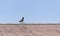 Single Myna Bird on an Old Rooftop