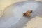 Single mynas drinking water in puddle on road