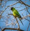 Single nanday parakeet looking left in South America