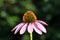 Single Narrow-leaved purple coneflower or Echinacea angustifolia purple flower with spiky and dark brown to red cone seed head