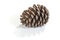 Single Natural Brown Pine Cone Patterns and Textures