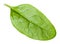 single natural green leaf of Spinach isolated