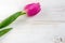 Single natural purple pink tulip on a white wooden background