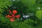 Single natural red flower in green leaf background