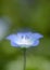 Single nemophila