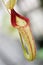 Single Nepenthes sp. flower