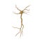 Single neuron nervous system on white. 3D illustration