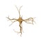 Single neuron nervous system on white. 3D illustration