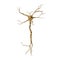 Single neuron nervous system on white. 3D illustration