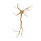 Single neuron nervous system on white. 3D illustration