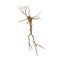 Single neuron nervous system on white. 3D illustration