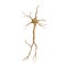 Single neuron nervous system on white. 3D illustration