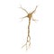 Single neuron nervous system on white. 3D illustration