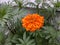 Single nice Marigold flower in garden.