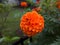 Single nice Marigold flower in garden.
