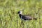 Single Northern Lapwing bird on grassy wetlands in spring season