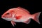 single Northern red snapper fish on a black background, created by Generative AI