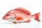 single Northern red snapper fish on a white background, created by Generative AI