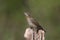 A single northern wryneck