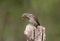 A single northern wryneck Jynx torquilla