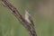 A single northern wryneck Jynx torquilla