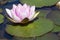 Single Nymphaea `Mrs Richmond` Waterlily with Lily Pads