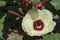 Single Okra, Abelmoschus Esculentus Flower