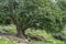 A Single Old Carob Tree in Israel