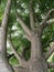 Single old tree with strong trunk and brown bark