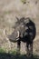 Single old Warthog with huge teeth walking in grass