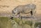 Single old Warthog standing at a waterhole drinking