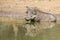 Single old Warthog standing at a waterhole drinking