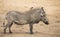 Single old Warthog walking to waterhole to drink