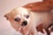 Single old white chihuahua dog face on background