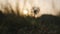 A single, old and wilted dandelion against a nature background during sunset. Shallow depth of field.