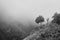 Single olive tree at cliff edge in mountains on foggy day