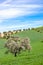 Single olive tree, growing in a field of wheat, with lines of olive trees providing a property, line in Tuscany, Italy