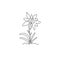 Single one line drawing beauty and exotic mountain leontopodium plant. Decorative edelweiss flower concept for home decor wall art